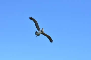 A Pelican hunting for food.
