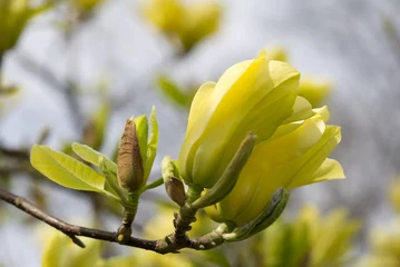 Papier Peint photo Lavable Magnolia Belle fleur de magnolia jaune