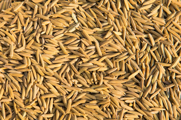 Paddy jasmine rice texture background, Food background