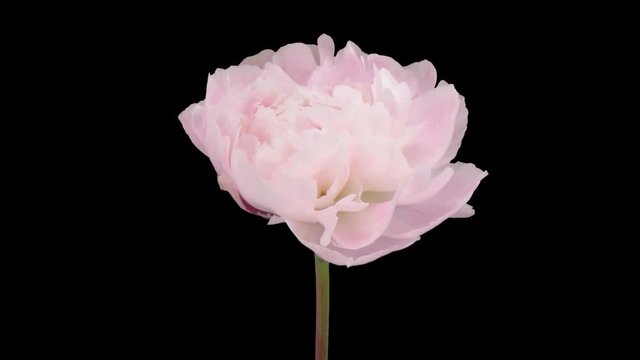 Time-lapse of opening white peony (Paeonia) flower 2a1 in PNG+ format with ALPHA transparency channel isolated on black background.
