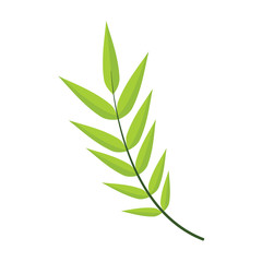 Honey Locust Leaves Vector Illustration Graphic