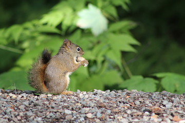Squirrel eating a nut.