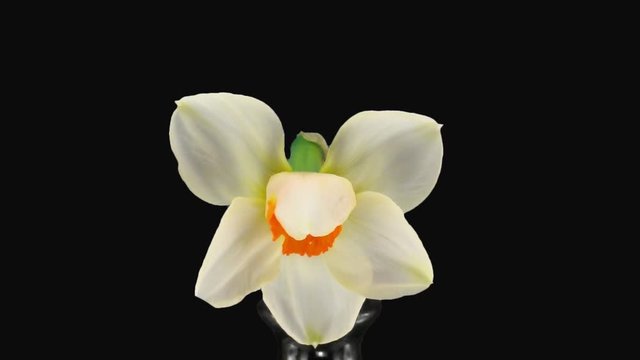 Time-lapse of opening narcissus Barret Browning 2x1 in PNG+ format with ALPHA transparency channel isolated on black background
