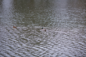 ducks in the river
