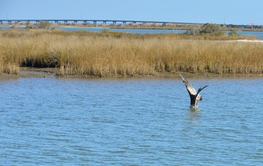 A Pelican diving into the water to catch a fish to eat
