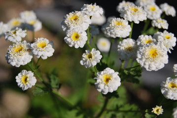 Gefülltes Mutterkraut (Tanacetum parthenium 'Pleniflorus')