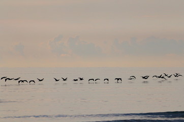A flock of large cormorants flying over the sea at sunrise. Silhouettes of birds over the sea