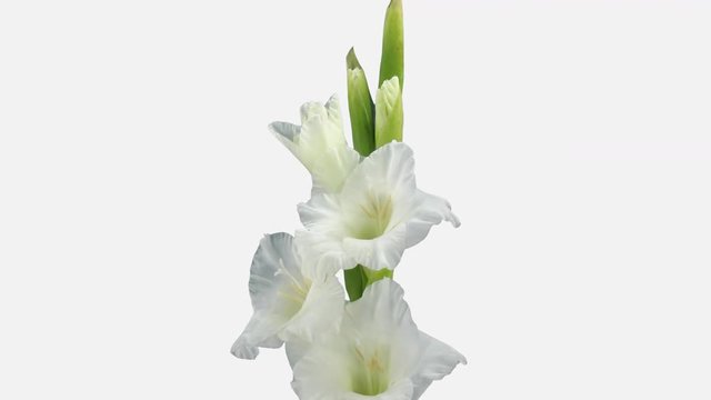 Time-lapse of opening white gladiolus flower 8a4w in 4K PNG+ format with ALPHA transparency channel isolated on white background
