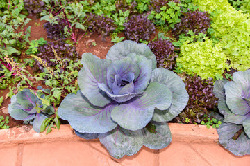 Vegetable garden Herbs, and vegetables in backyard formal garden