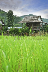 Paddy field and Farmer house in the Upcountry.