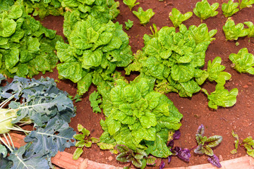 Vegetable garden Herbs, and vegetables in backyard formal garden