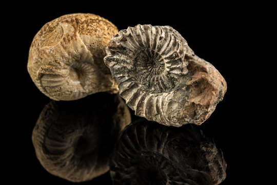 Petrified snails on a black reflecting ground