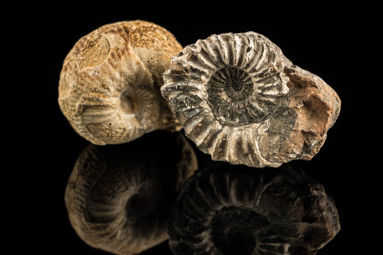 Petrified snails on a black reflecting ground