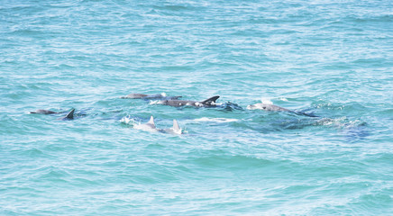 Fototapeta premium Pod of dolphins