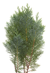 The branch of the evergreen coniferous Thuja  tree