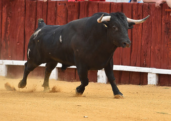 bull