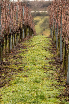 Vineyard and long lines of grapevines