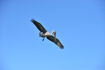 A Pelican hunting for food.
