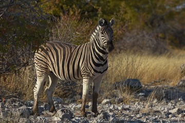 Steppenzebra (Equus quagga) im Etosha Nationalpark (Namibia)