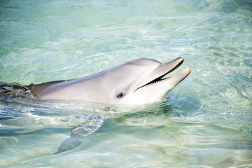 Dolphin saying hello