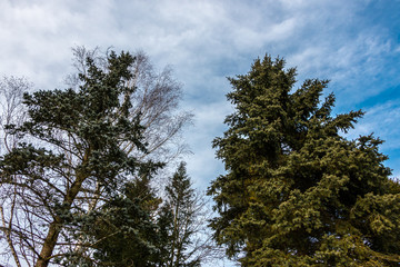Big firs near the forest