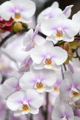 Obraz na płótnie Canvas White and purple moth orchid - close up