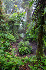 Misty jungle path on Cerro Chato in Costa Rica