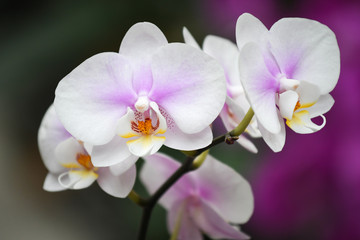 Fototapeta na wymiar White and purple moth orchid - close up