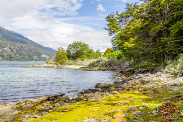 Forest and beagle channel in Coast Trail, Tierra del Fuego National Park