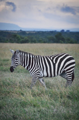 Fototapeta na wymiar Zebra Walk