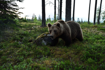 Brown bear in forest landscape