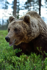 Fototapeta premium Brown bear close up. Brown bear portrait in forest.