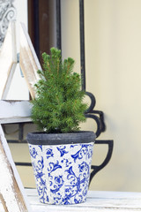 Abies small tree growing in flowerpot