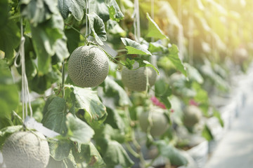 Japanese melons or green melons plants growing in organic farm.