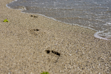Fototapeta na wymiar Footsteps on the beach on Black sea. Shallow depth of field. Selective focus. Copy space