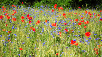 Red poppy flower and blue cornflower (Centaurea cyanus) field panorama