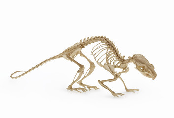 Skeleton of  rat, an allowance of rodent zoology.