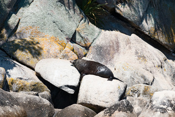 New Zealand Abel Tasman National park fur seal animal on rocks - 189182338