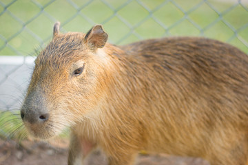 capybara