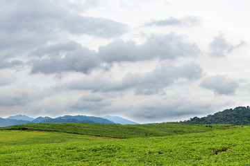Hillside covered with green beans.