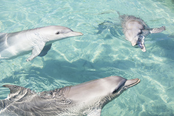 Dolphin Team