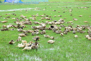 A countryside duck farm from India.