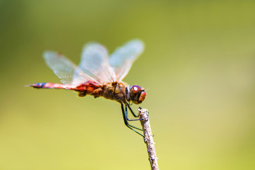 Dragonfly on stick