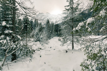 paesaggio alpino con neve fresca