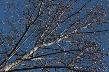 looking to the sky below the tree