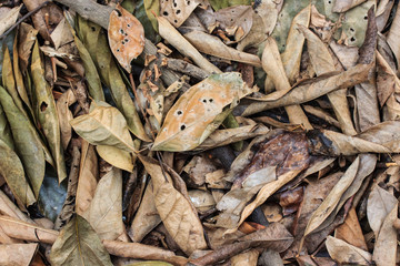 Dry leaves dropped from the trees