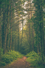 Fototapeta premium Hazy Woodland Trail