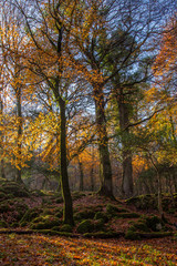 Autumnal Beech Wood