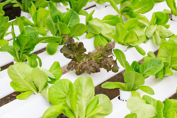 Fresh Green lettuce in hydroponics farm