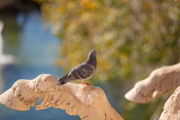 cute bird